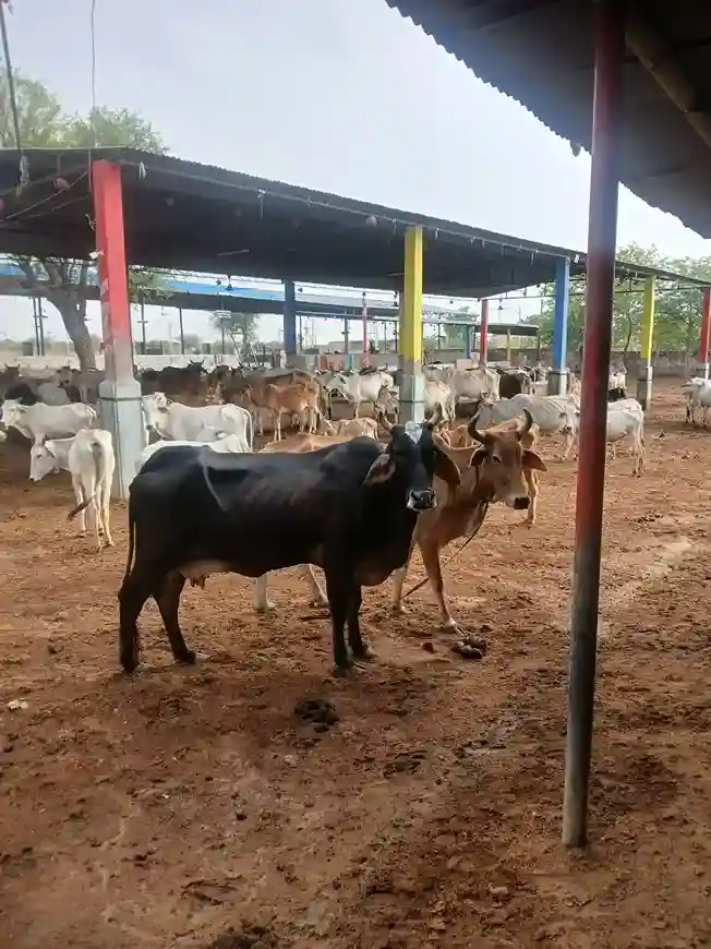 JM Sethia Charitable Trust in Bidasar